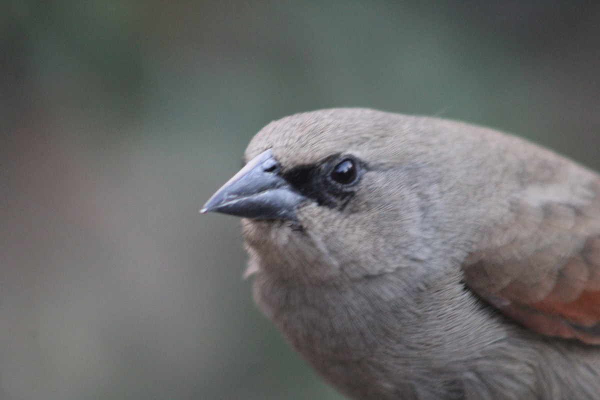 Grayish Baywing - Marcos de Larminat