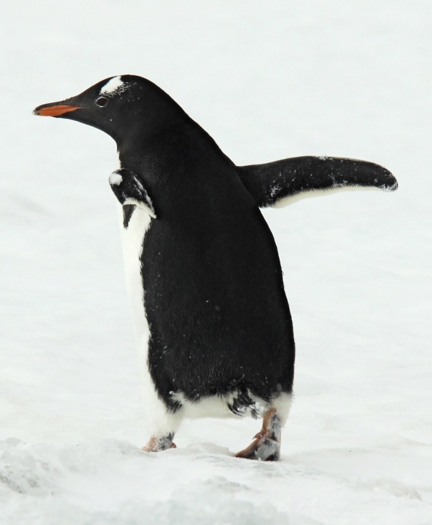 Eselspinguin - ML335566491