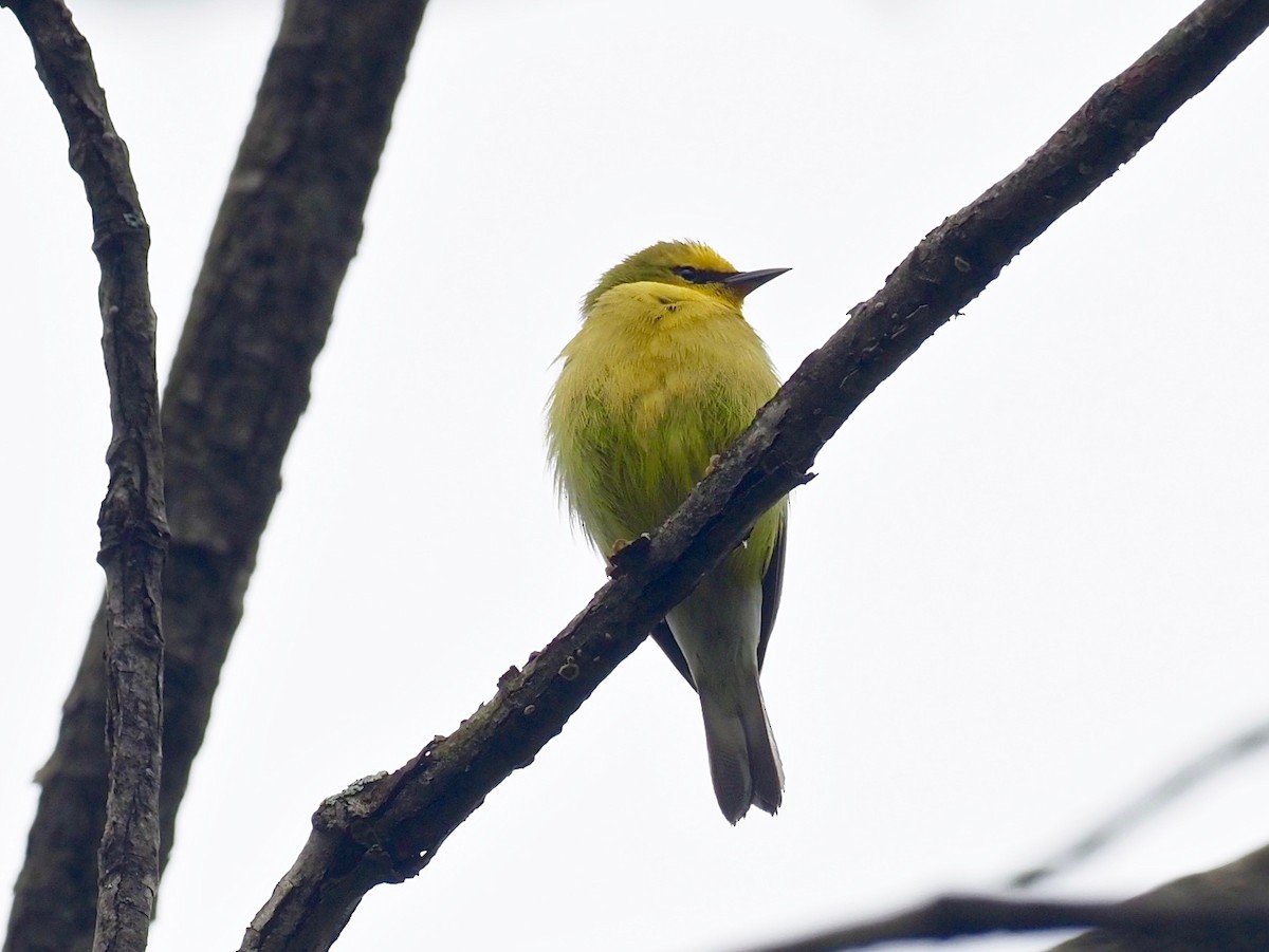 Blue-winged Warbler - ML335566541