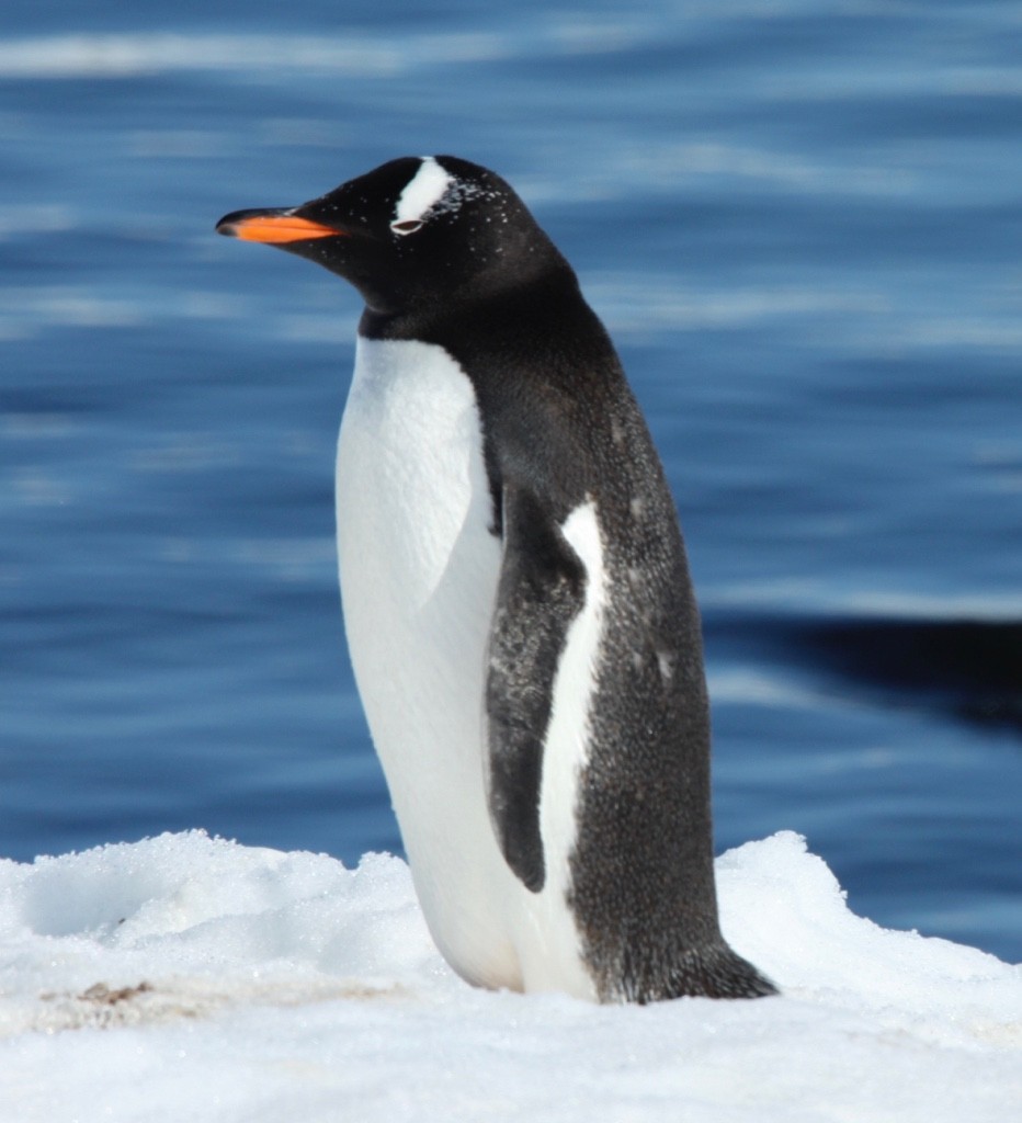 Gentoo Penguin - Connie Lintz