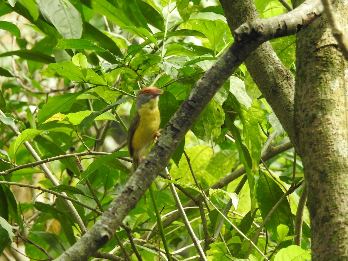 Rufous-browed Peppershrike - ML335566701