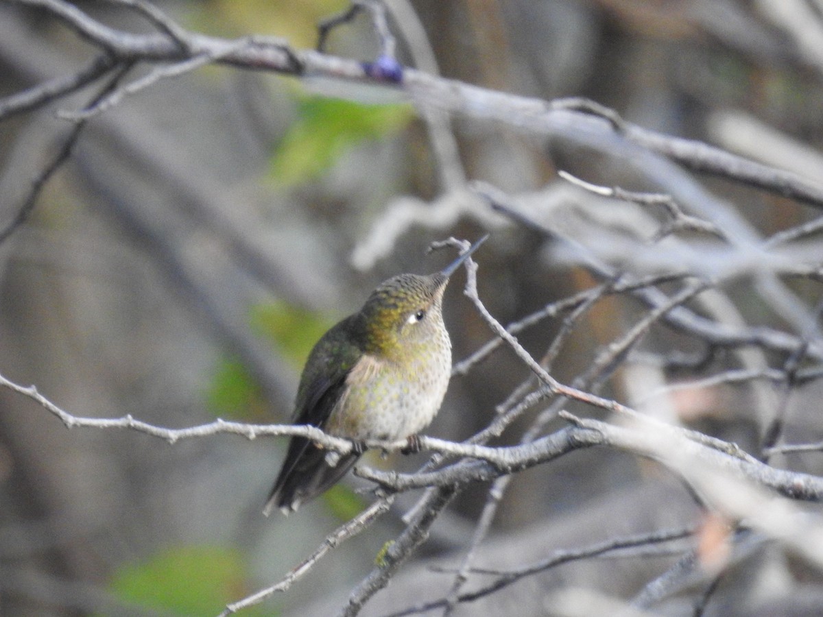 Green-backed Firecrown - ML335567531