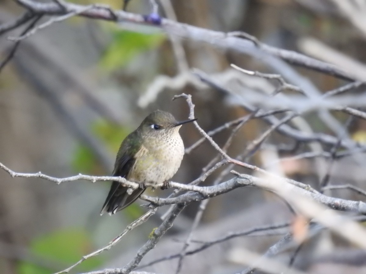 Green-backed Firecrown - ML335567851