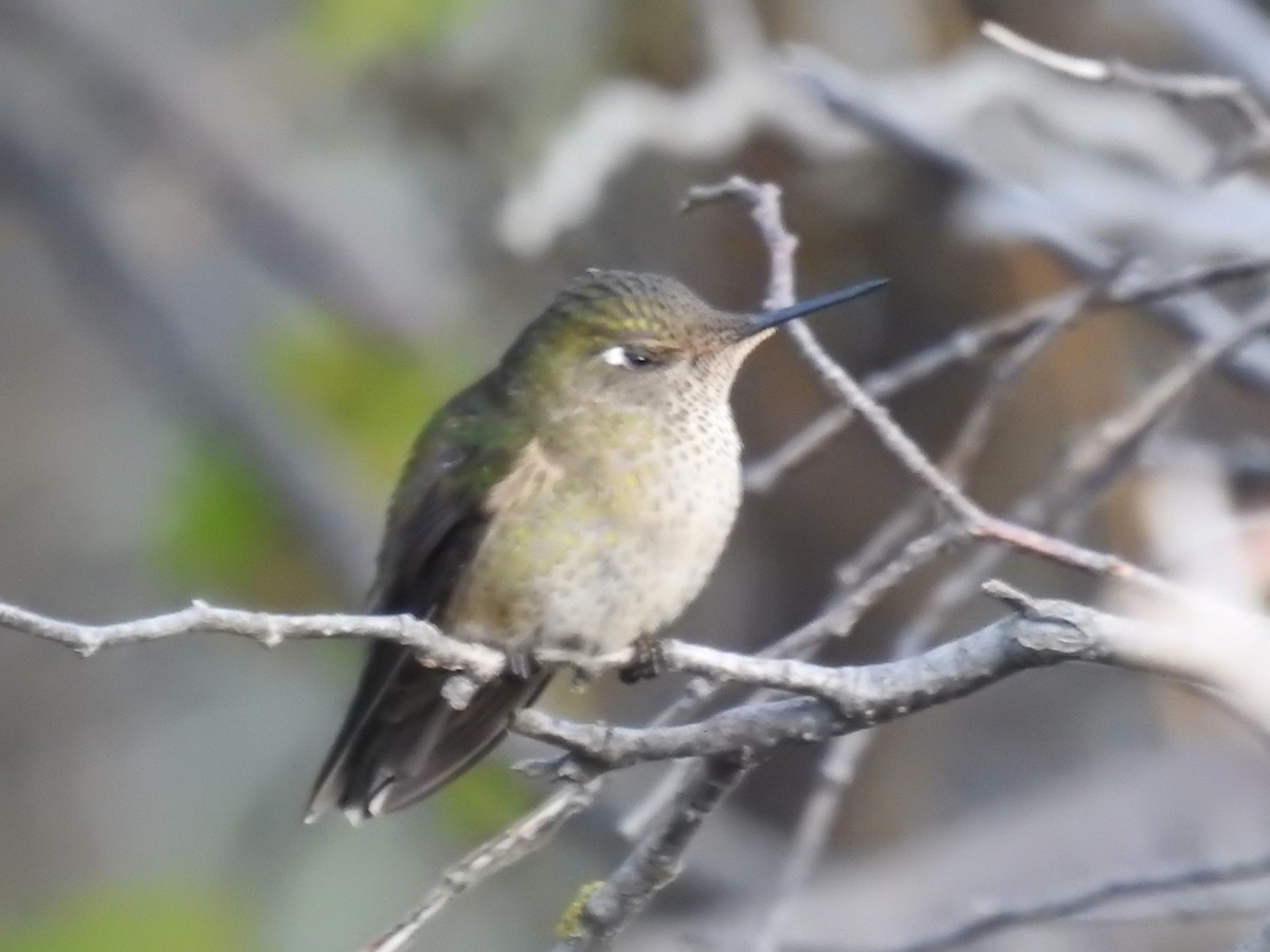 Green-backed Firecrown - ML335568091