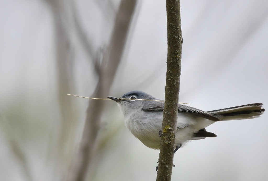 Blue-gray Gnatcatcher - Jaime Thomas