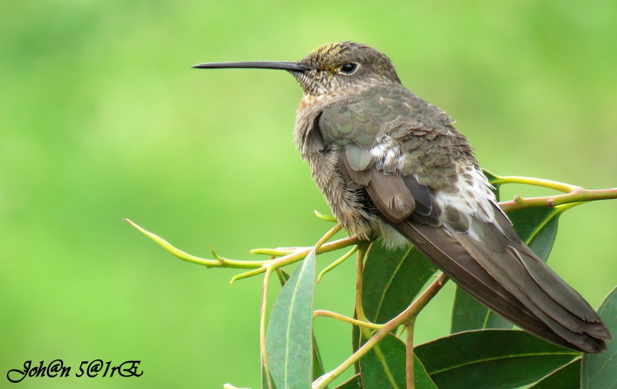 Giant Hummingbird - Bucaneros de la Conservación SBC