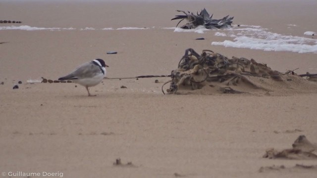 Hooded Plover - ML335569331