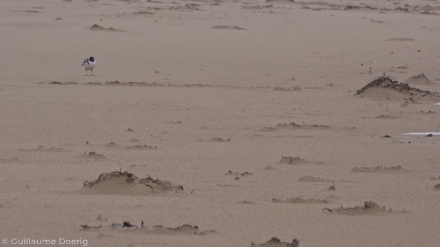 Hooded Plover - ML335569571