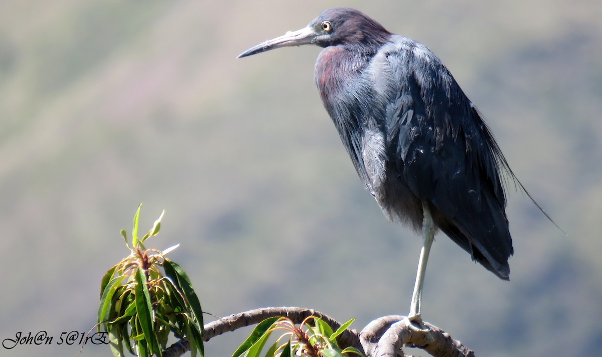 Little Blue Heron - ML335569861