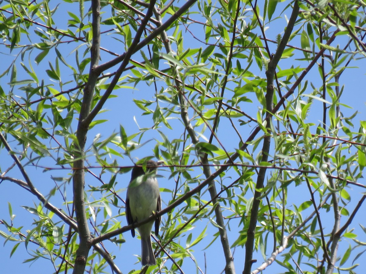 Empidonax sp. - ML335570221
