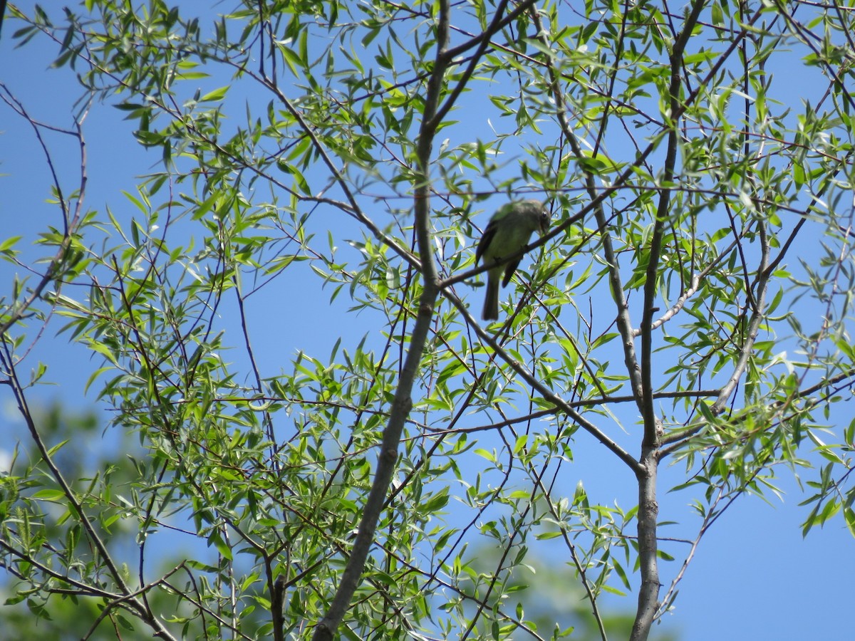 Empidonax sp. - ML335570231