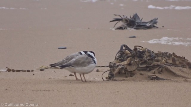 Hooded Plover - ML335570301