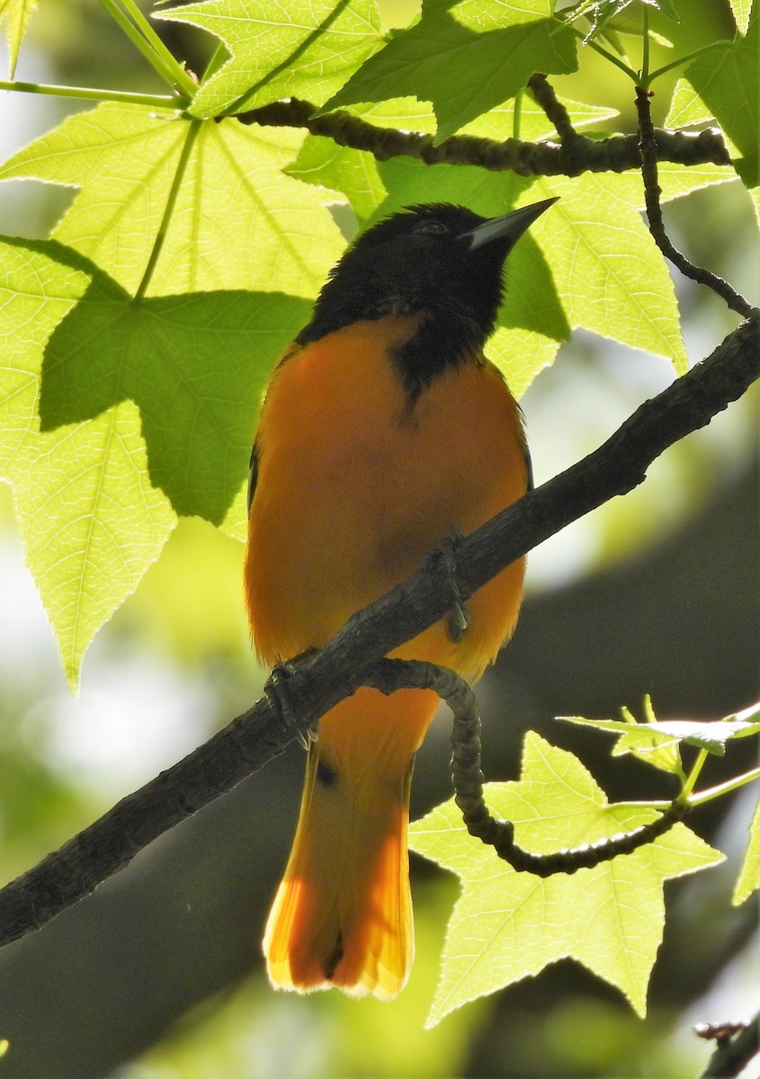 Baltimore Oriole - ML335570591