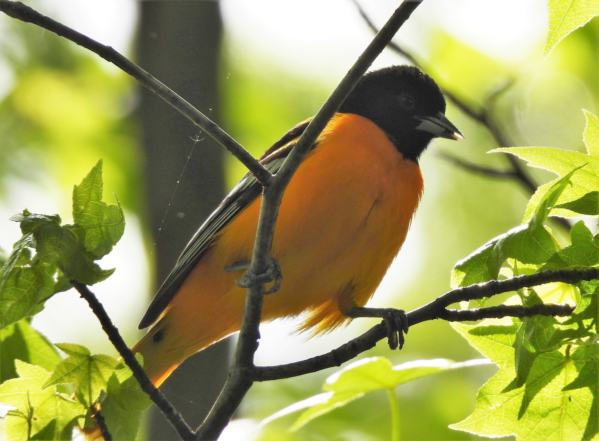 Baltimore Oriole - ML335570681