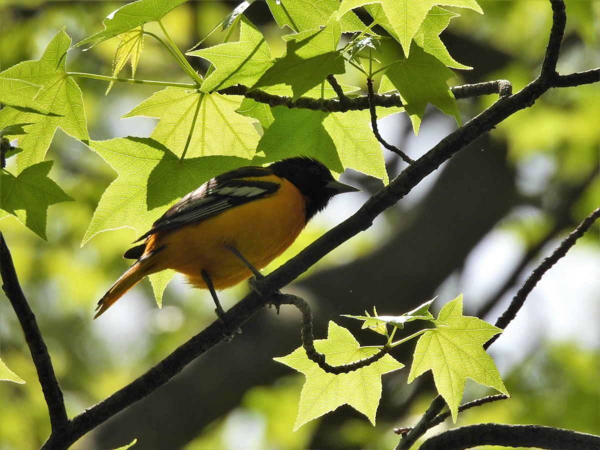 Baltimore Oriole - ML335570701