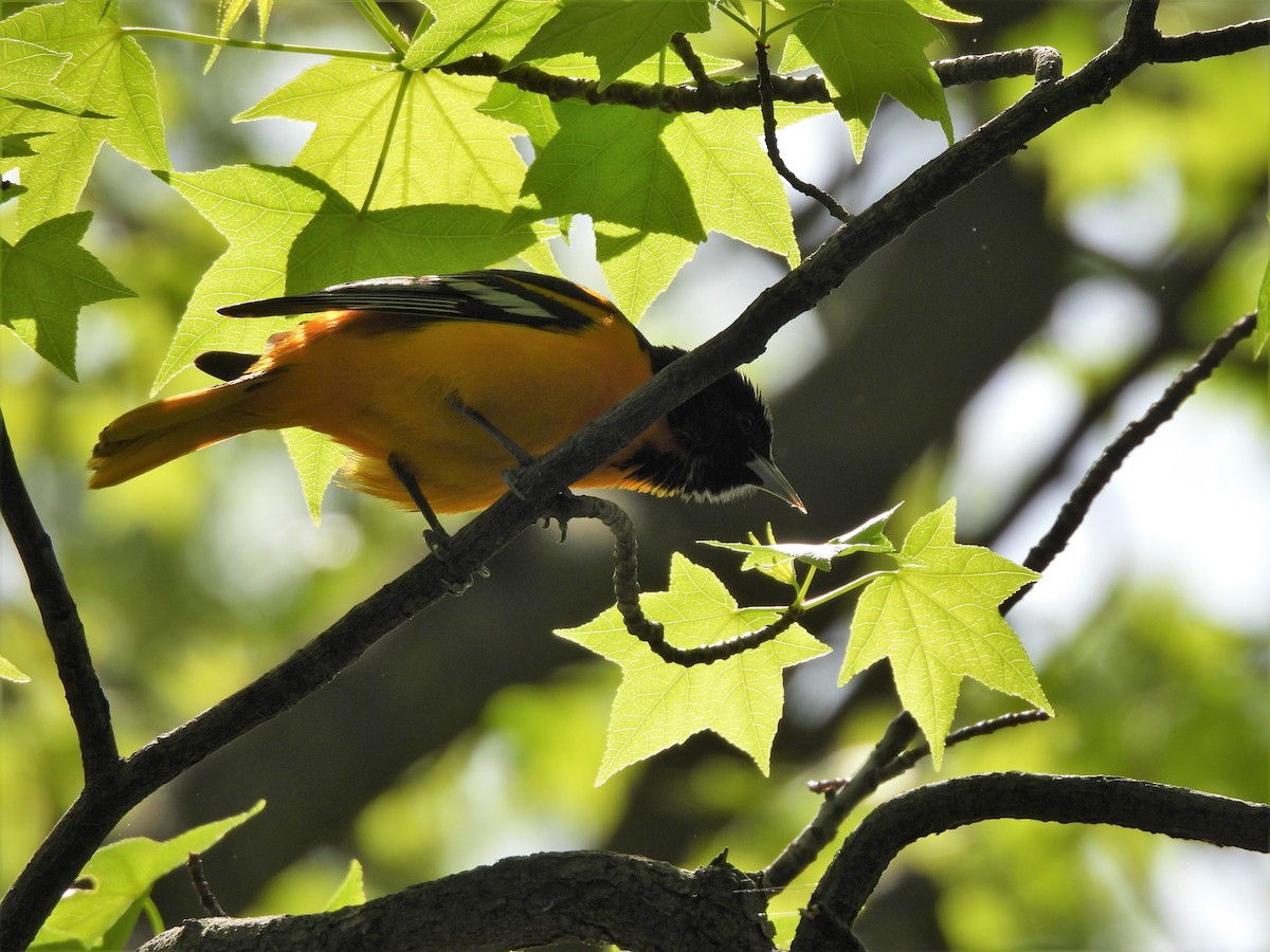 Baltimore Oriole - ML335570711