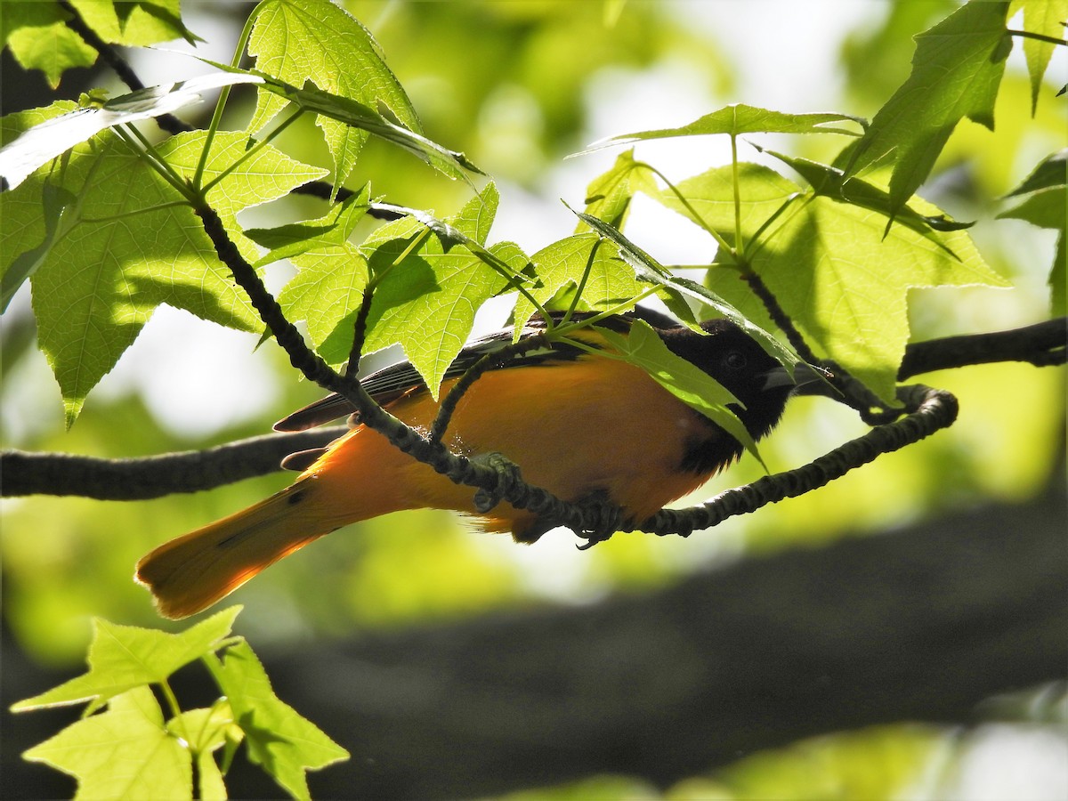 Baltimore Oriole - ML335570721