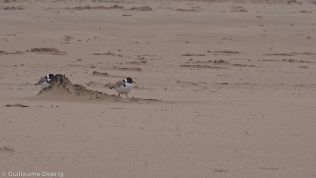 Hooded Plover - ML335571141