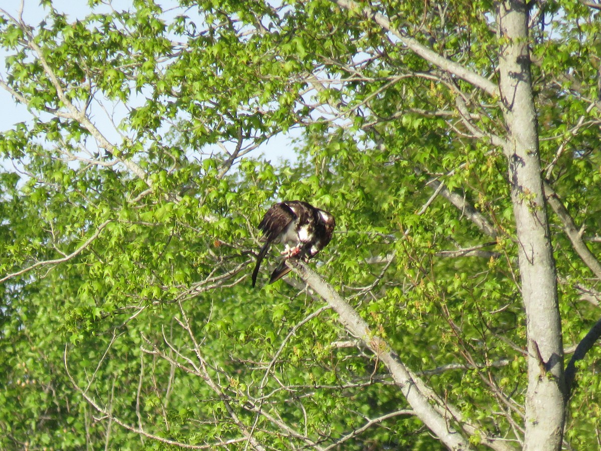 Osprey - ML335571291