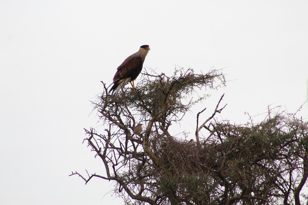 Caracara huppé (plancus) - ML335573941