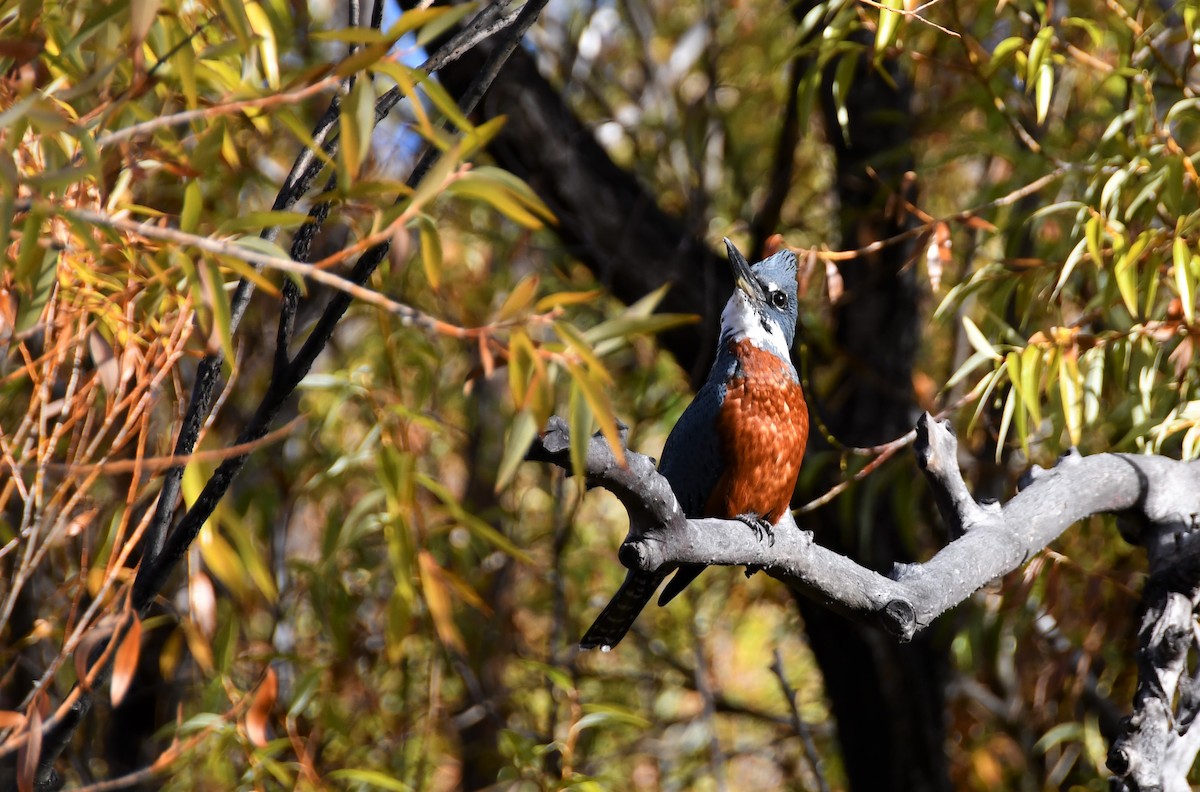 Ringed Kingfisher - ML335574301