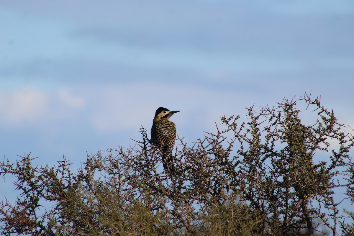 Green-barred Woodpecker - Marcos de Larminat