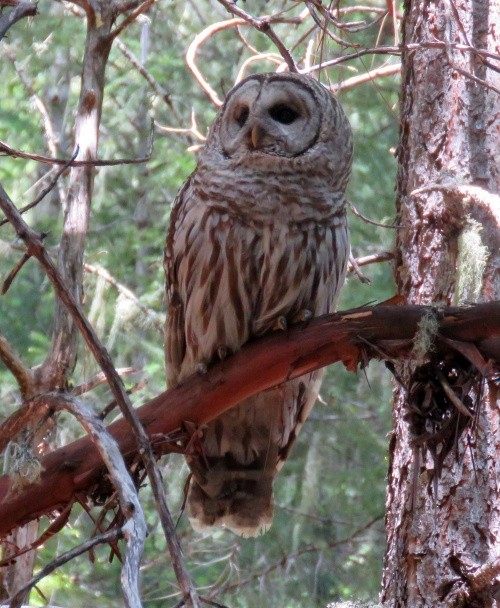 Barred Owl - ML335576391