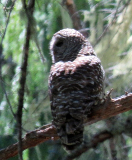 Barred Owl - ML335576401
