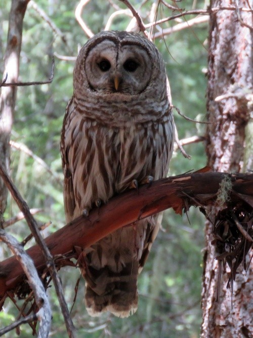 Barred Owl - ML335576411