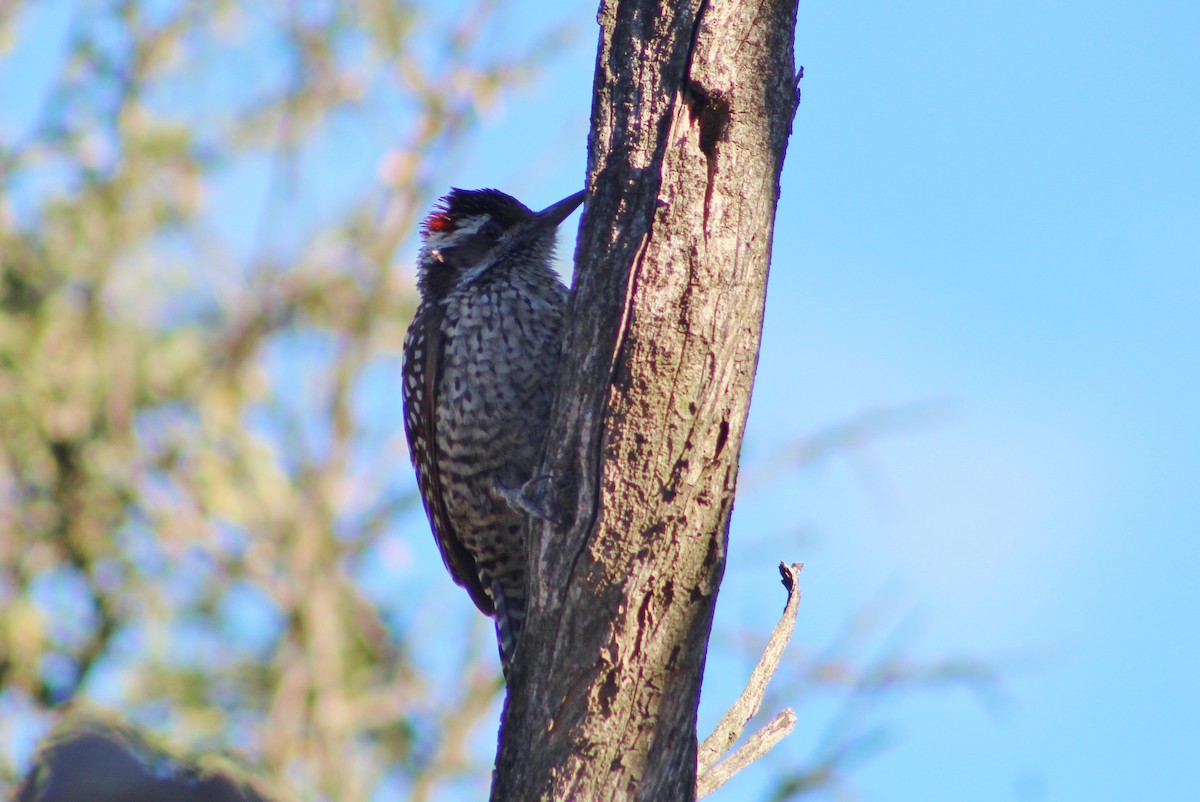 Checkered Woodpecker - Marcos de Larminat