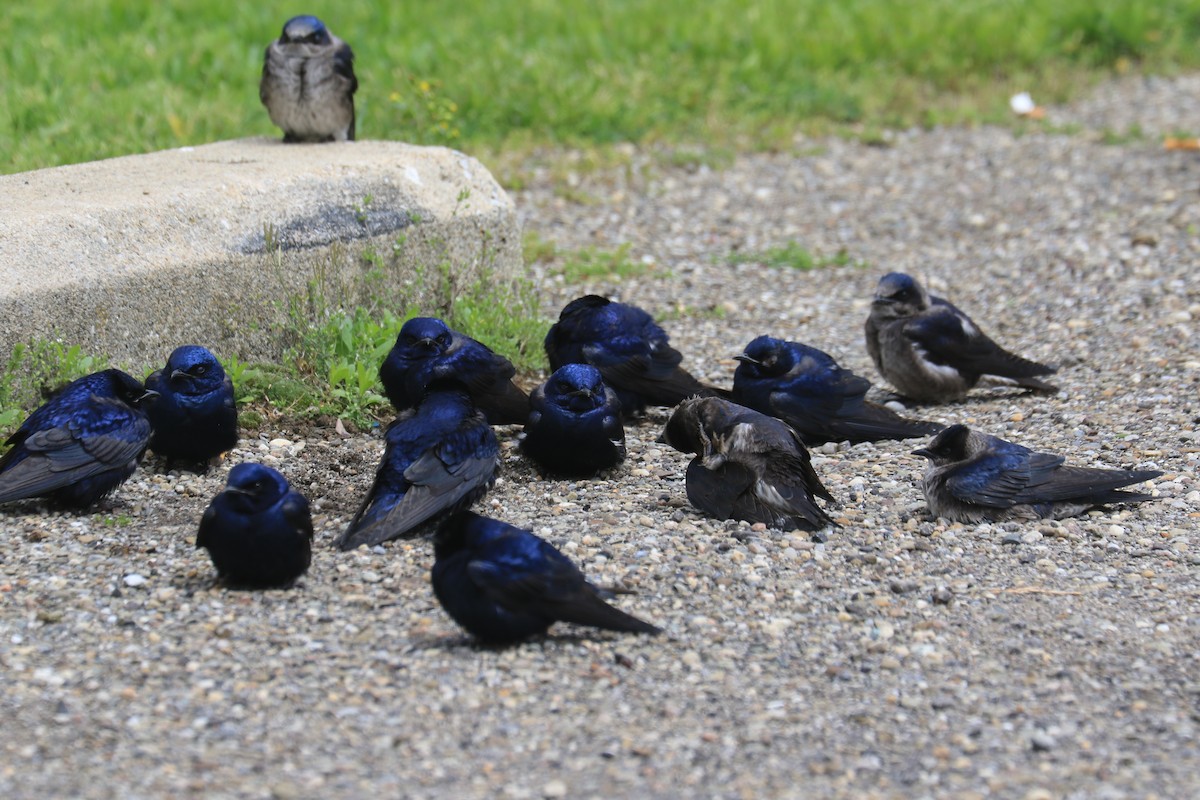 Purple Martin - ML335577061