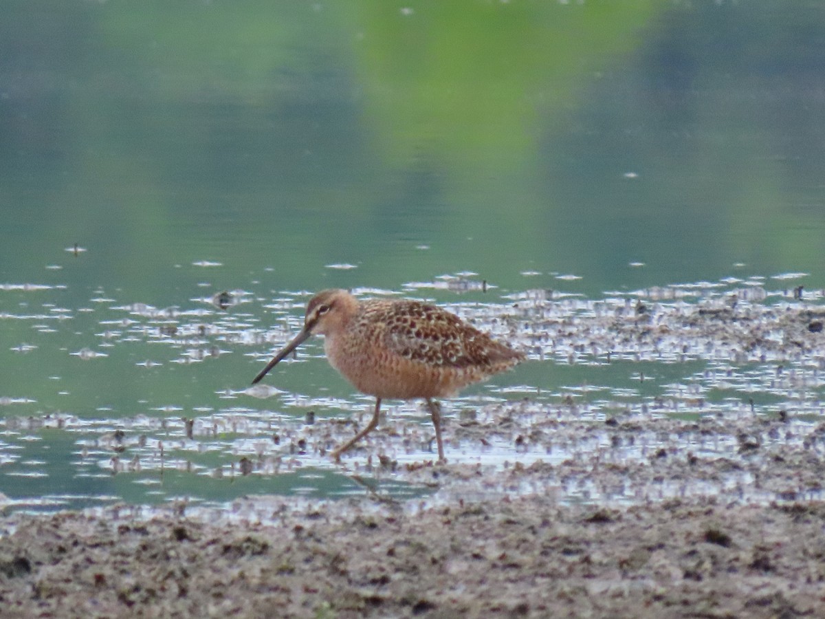 Long-billed Dowitcher - ML335577211