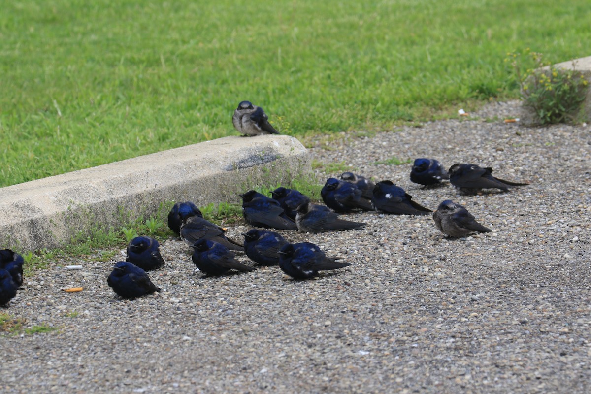 Purple Martin - ML335577291