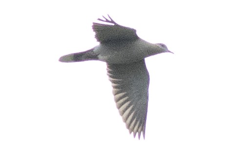 White-winged Dove - David Brown