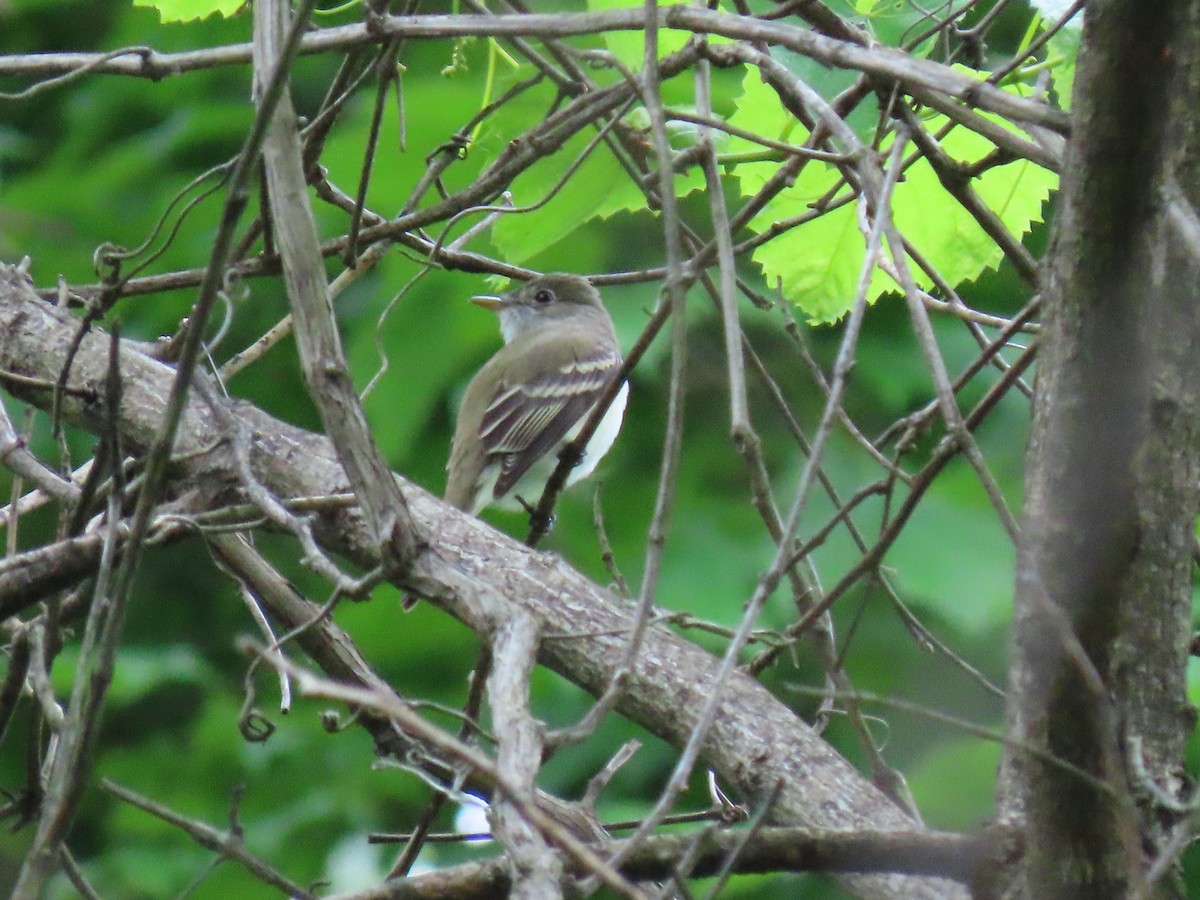 Alder Flycatcher - ML335579851