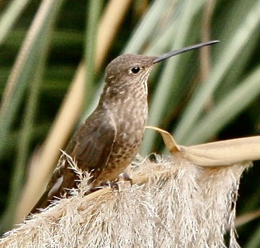 Giant Hummingbird - Connie Lintz