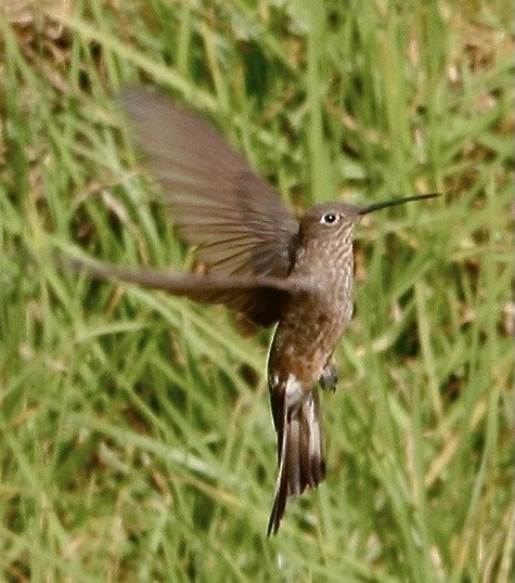 Colibrí Gigante - ML335580331