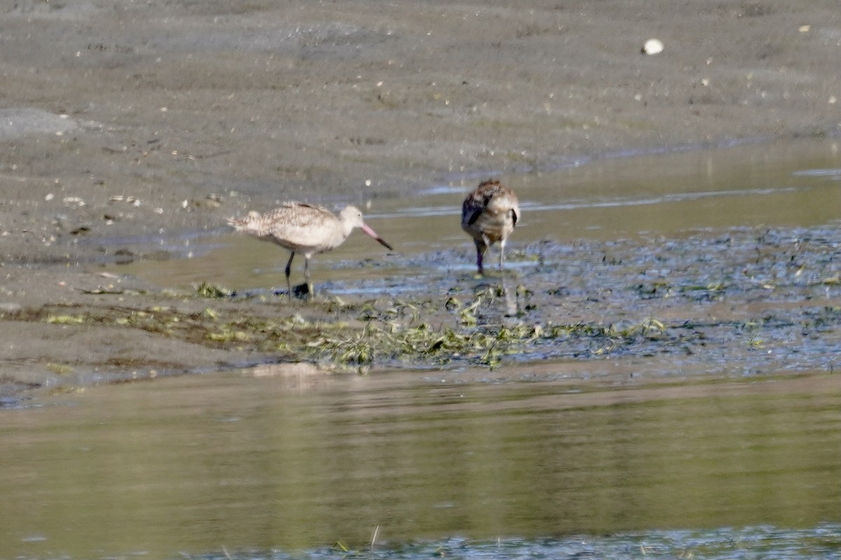 Marbled Godwit - ML335581891