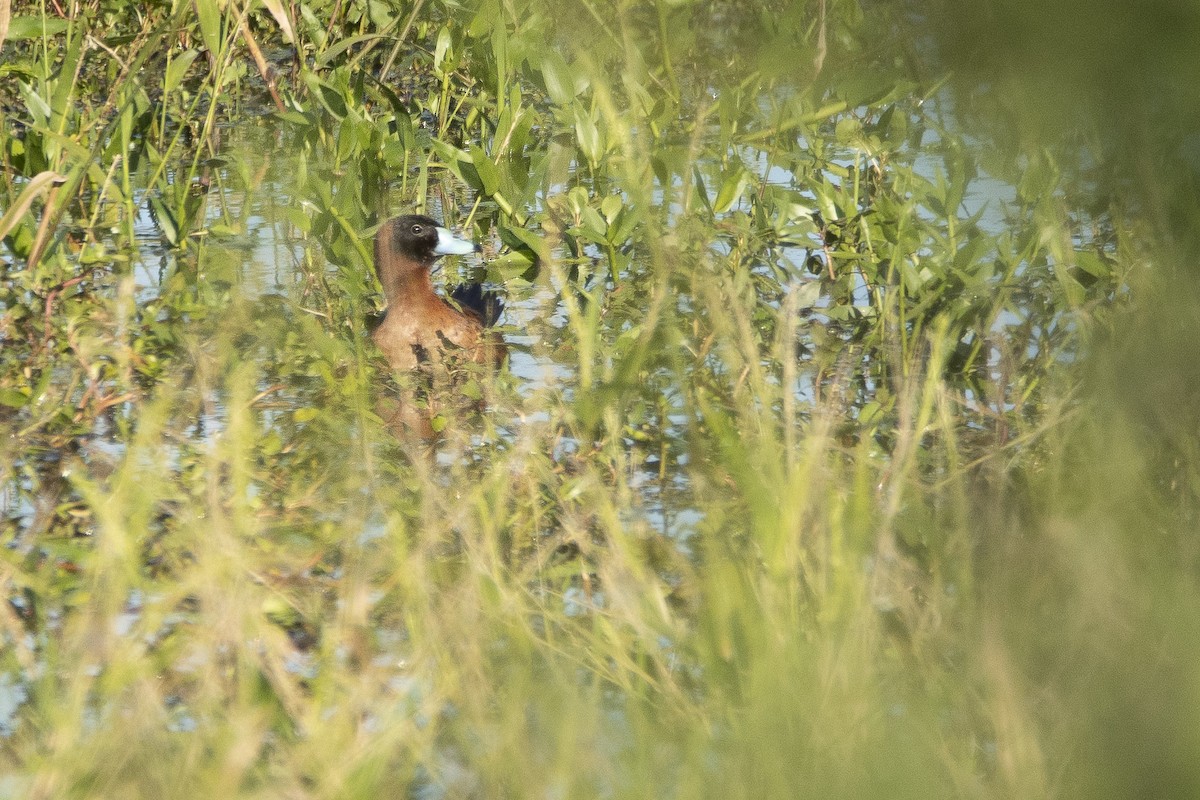 Masked Duck - ML335583341