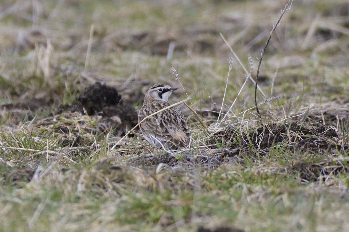 Horned Lark - ML335584091