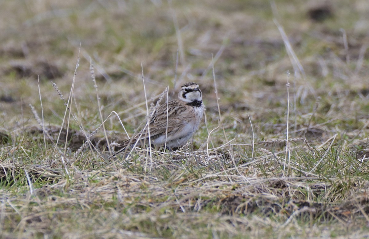 Horned Lark - ML335584131