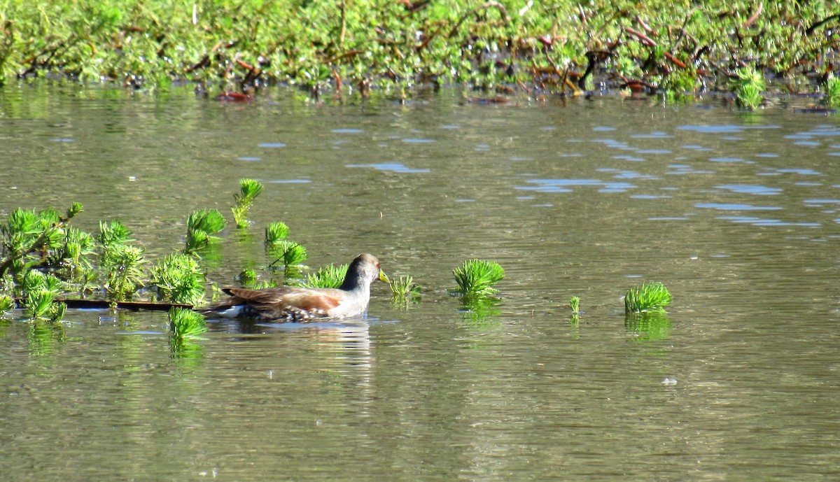 Spot-flanked Gallinule - ML335584491