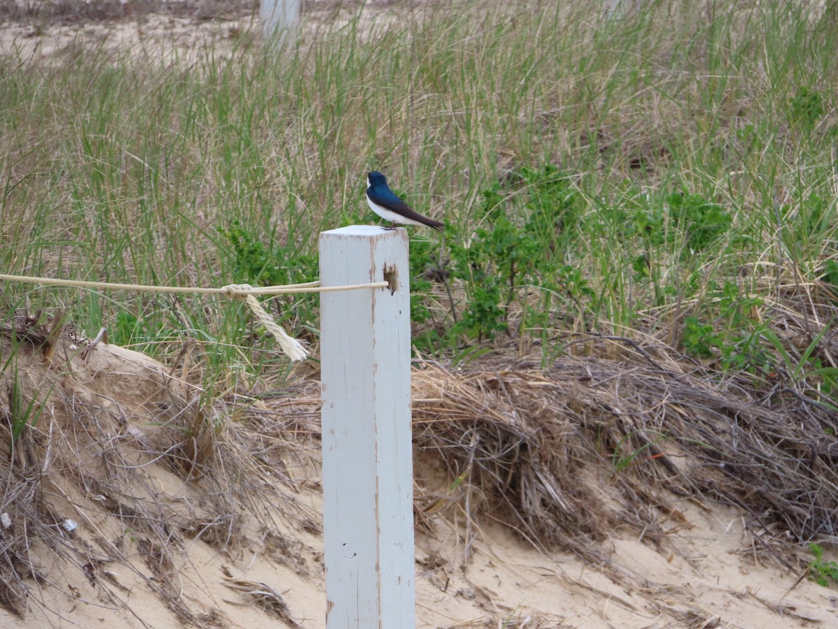 Tree Swallow - Sylvie Henkenius