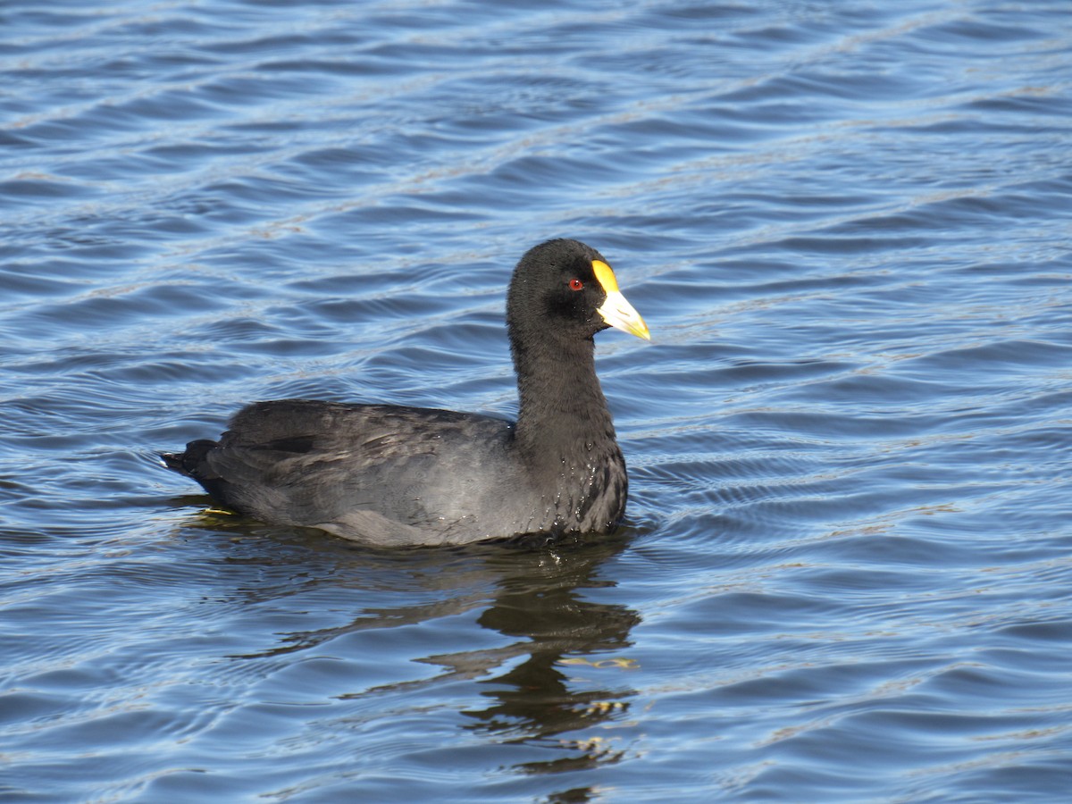 White-winged Coot - Ernesto Verga