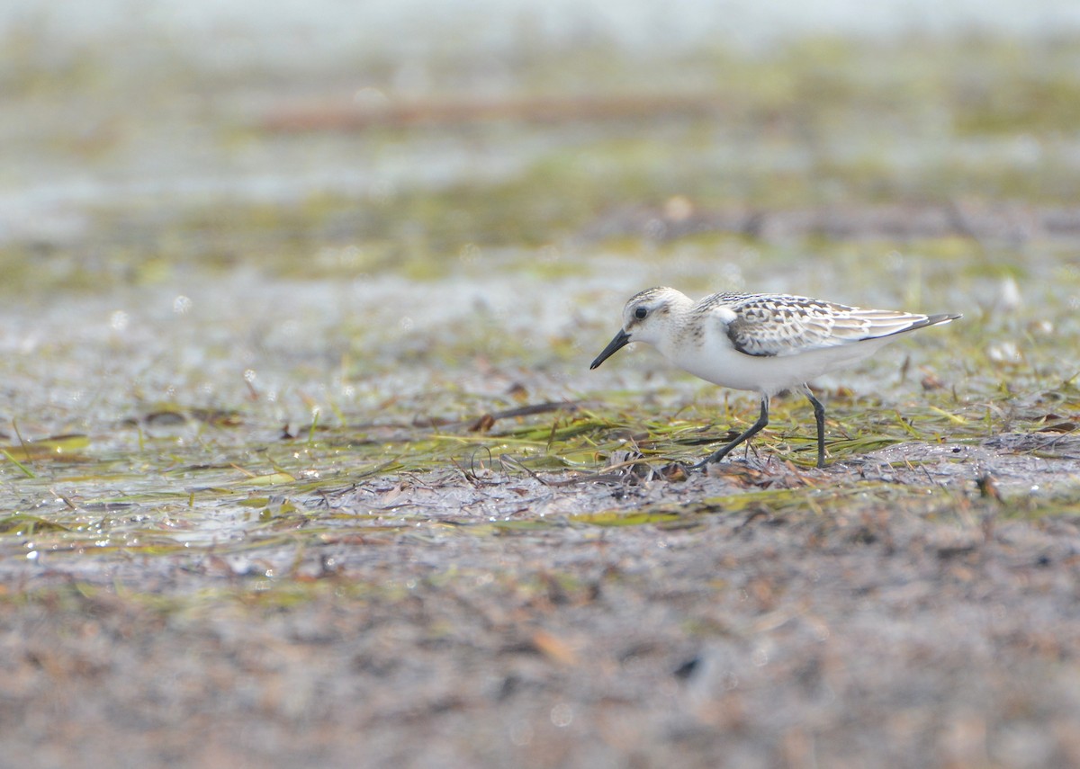 Sanderling - ML33558591