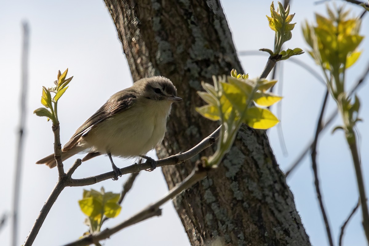 Warbling Vireo - ML335586131