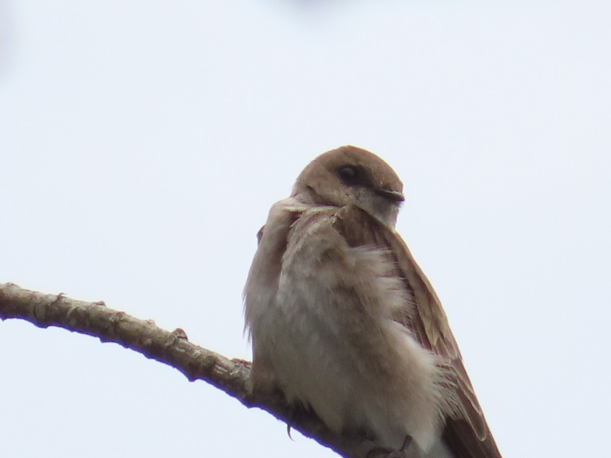 Northern Rough-winged Swallow - ML335586811