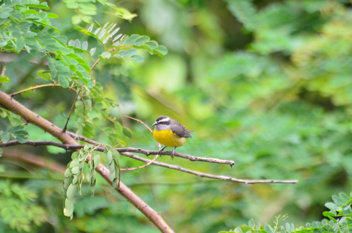 Bananaquit - Vilma Oliveira