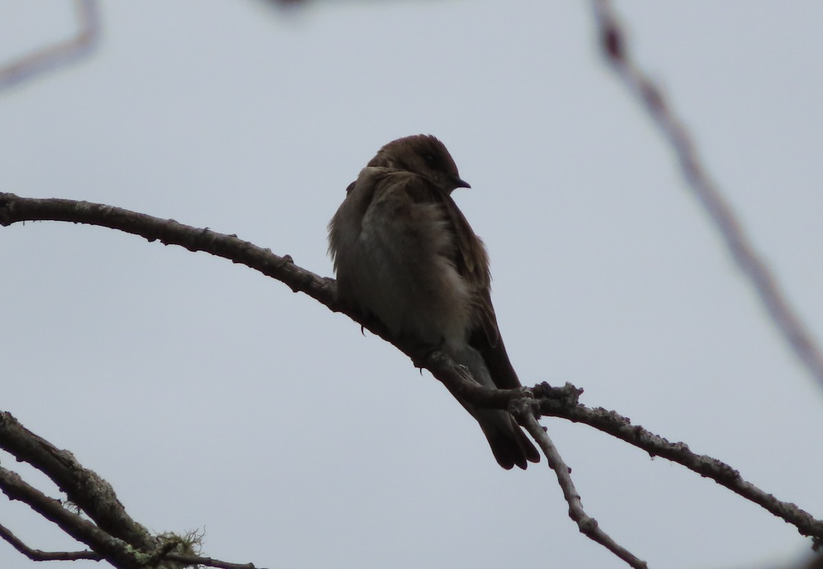 Northern Rough-winged Swallow - ML335587331