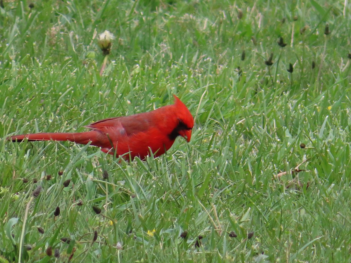 Northern Cardinal - ML335587491